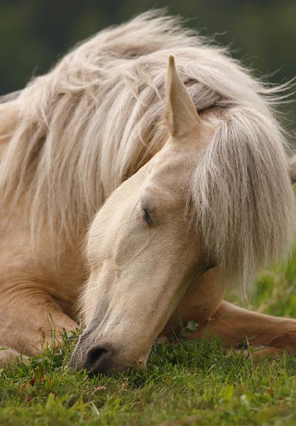 Ljoska von Heidmoor (6).jpg